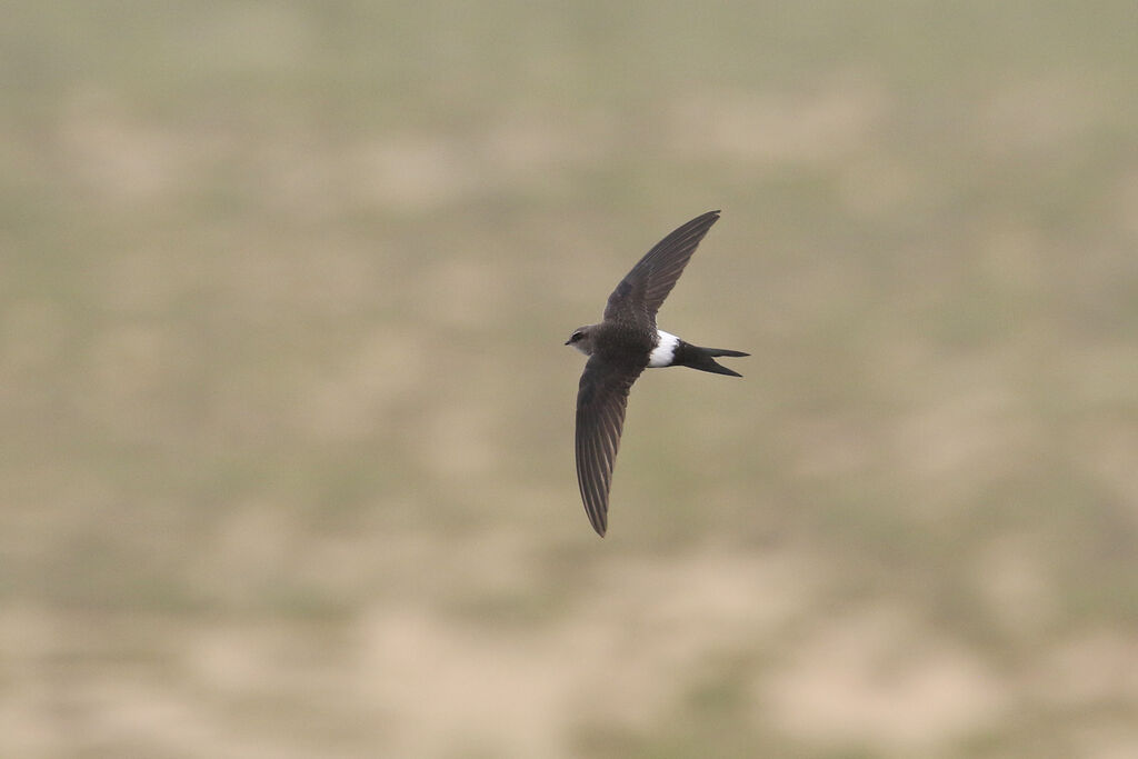 Pacific Swiftadult breeding