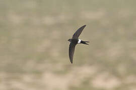 Pacific Swift