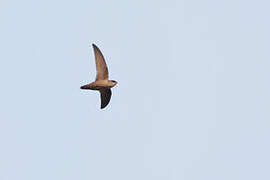 Vaux's Swift