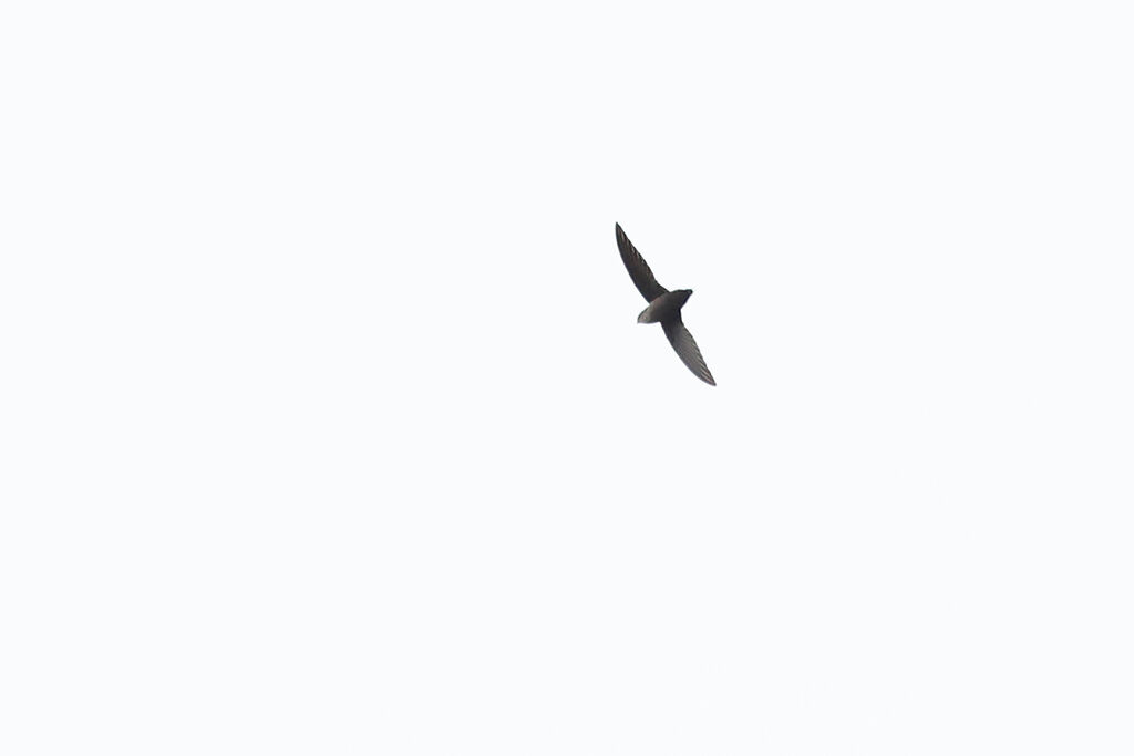 Vaux's Swift