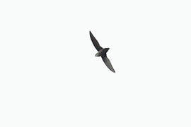 Vaux's Swift