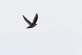 Vaux's Swift
