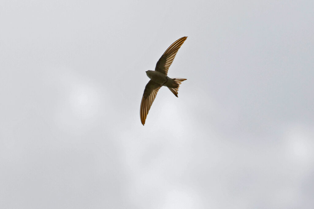 Cape Verde Swift