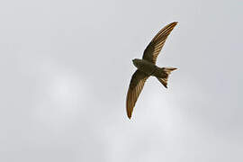 Cape Verde Swift