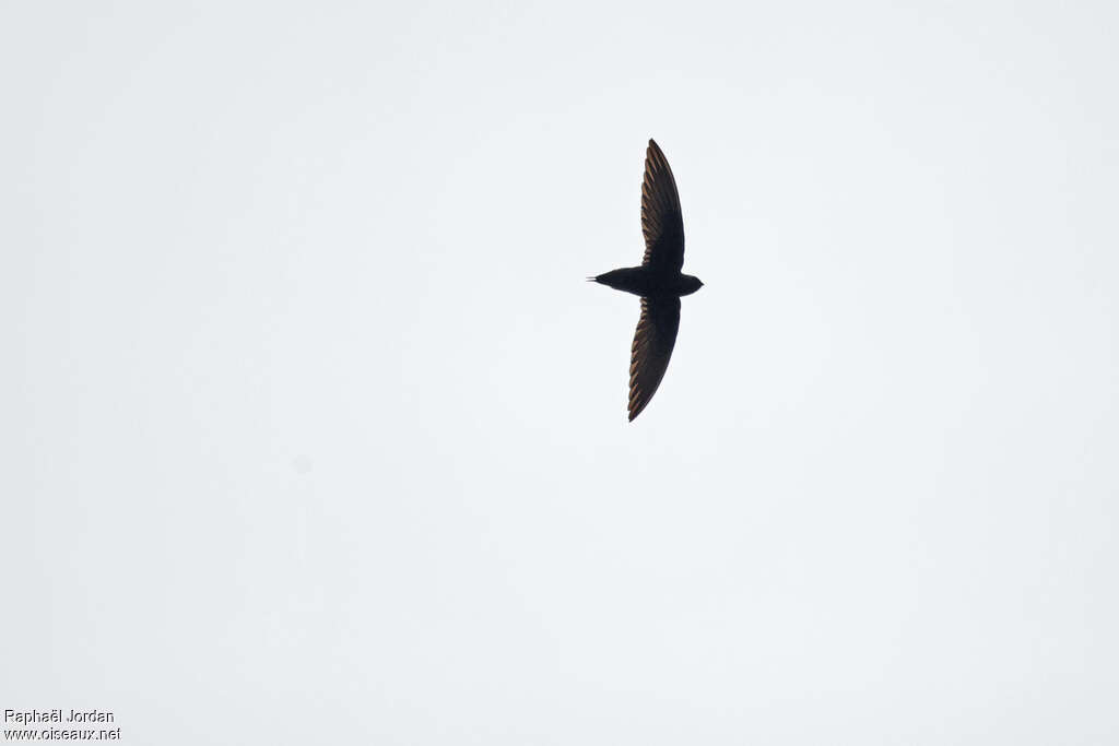 Silver-rumped Spinetail