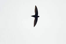 Martinet leucopyge