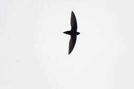 Silver-rumped Spinetail