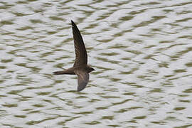 Pallid Swift