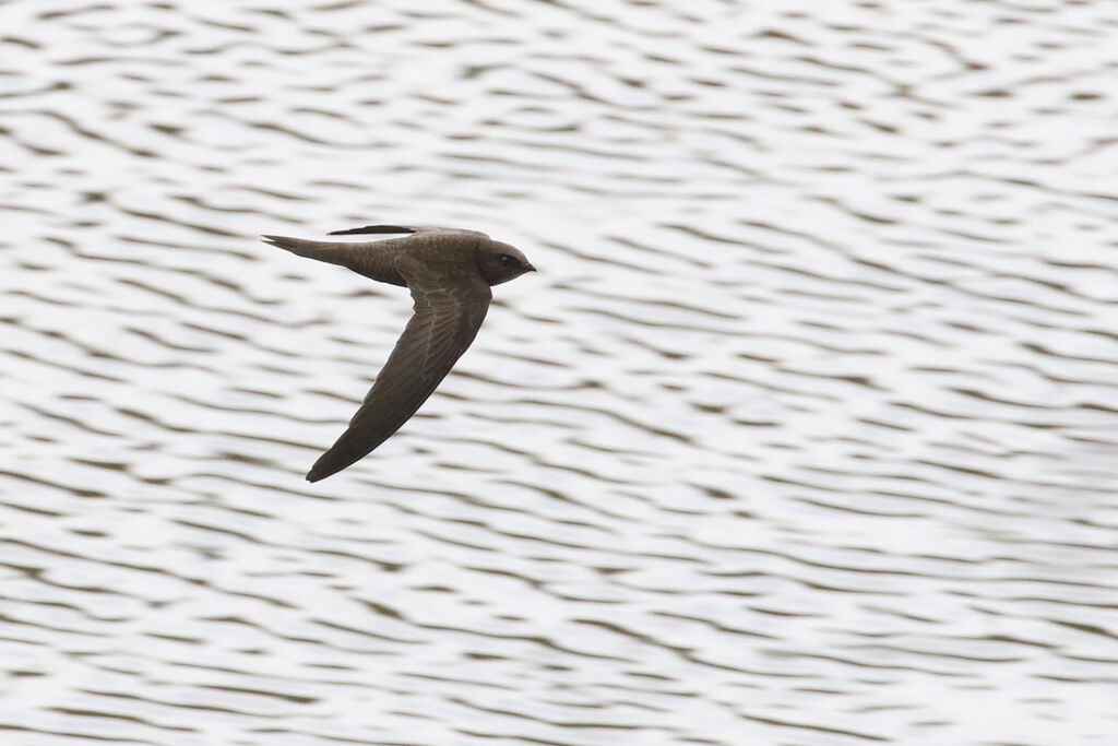 Pallid Swiftadult breeding