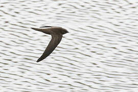 Pallid Swift