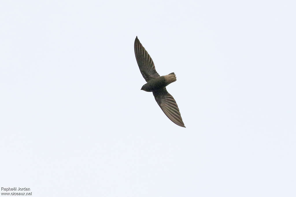 Short-tailed Swift, identification