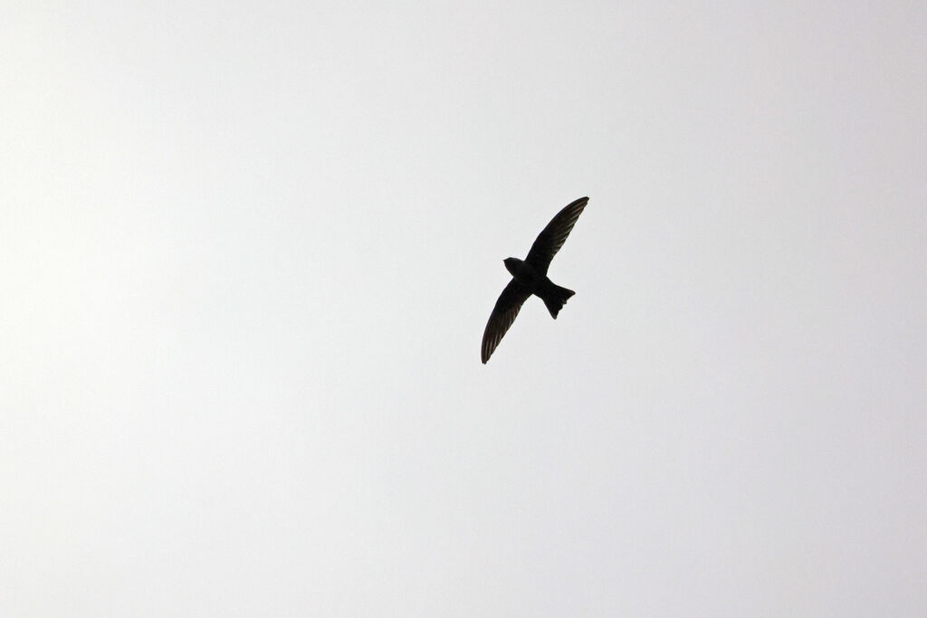 American Black Swift