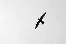 American Black Swift