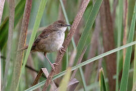 Highland Rush Warbler