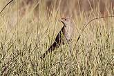 Mégalure du spinifex