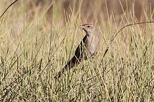 Mégalure du spinifex