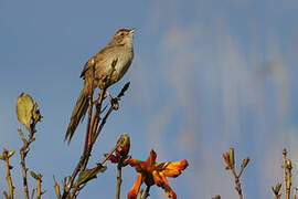 Papuan Grassbird