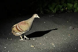 Moluccan Megapode