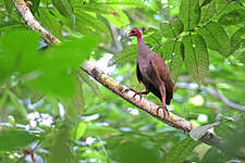 Mégapode des Tanimbar
