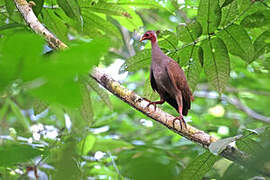 Mégapode des Tanimbar