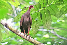 Mégapode des Tanimbar