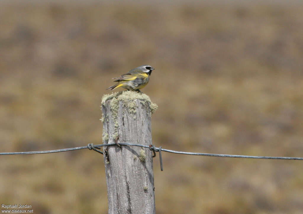 White-bridled Finch male adult breeding, identification