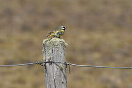 White-bridled Finch