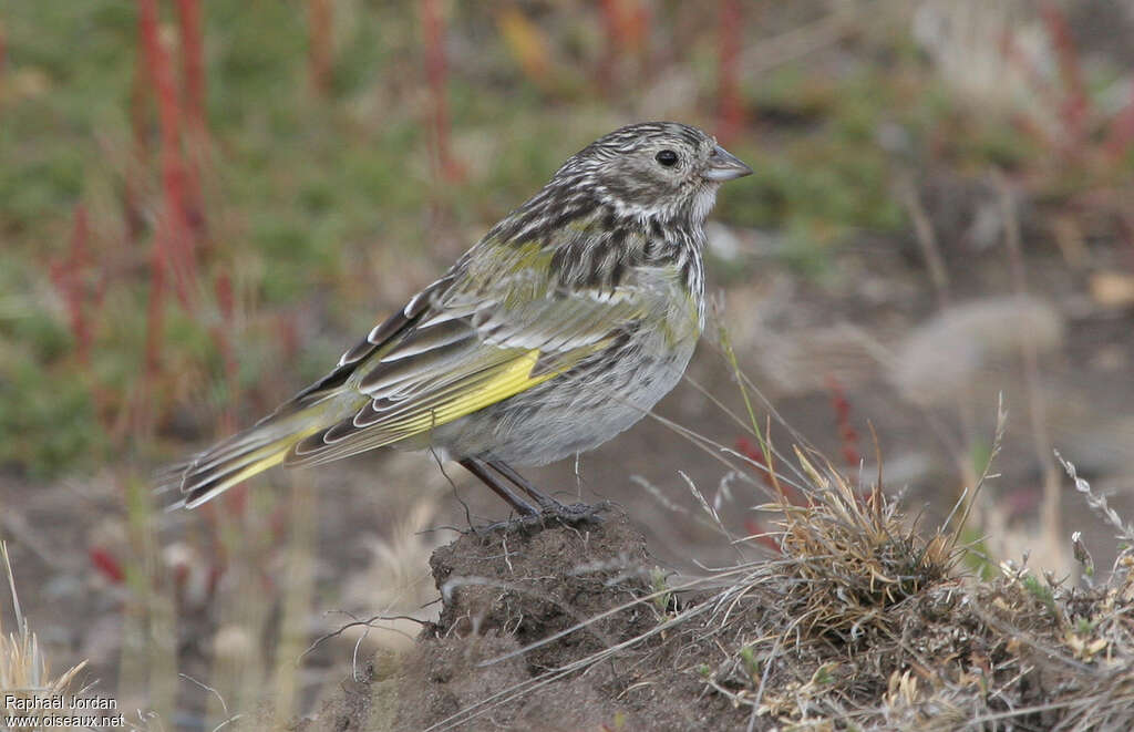 White-bridled Finch female adult breeding, identification