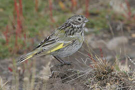 White-bridled Finch