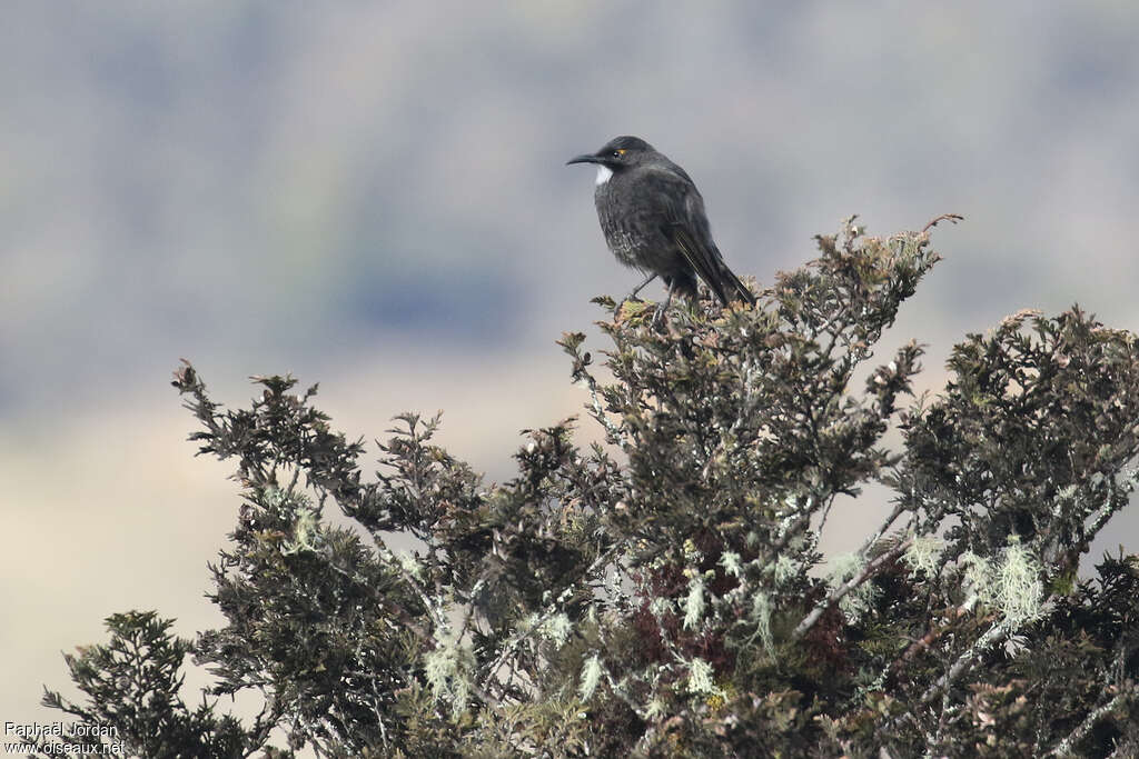 Short-bearded Honeyeateradult, identification