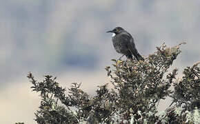 Short-bearded Honeyeater