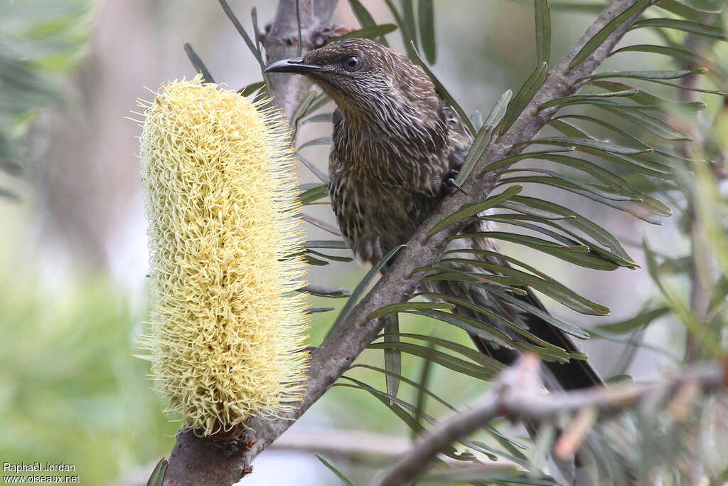 Little Wattlebirdadult, feeding habits