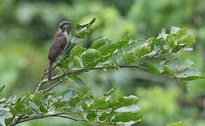 Streak-headed Honeyeater