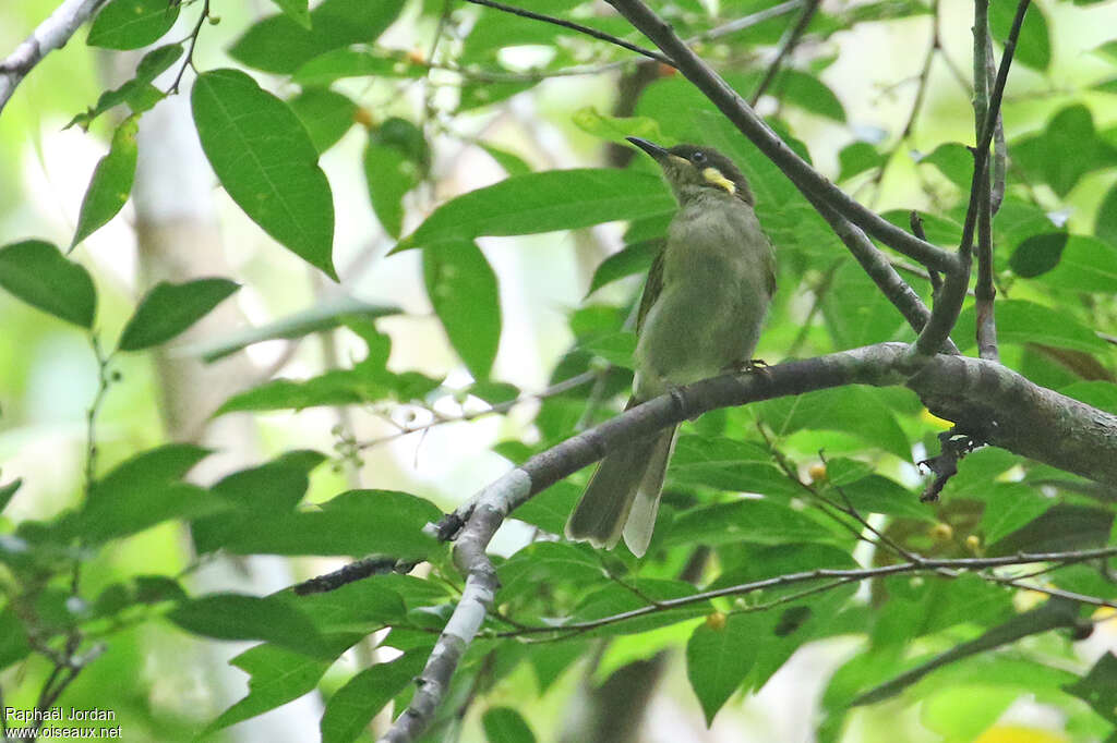 Puff-backed Honeyeater