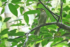 Puff-backed Honeyeater