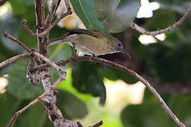 Méliphage de Lombok