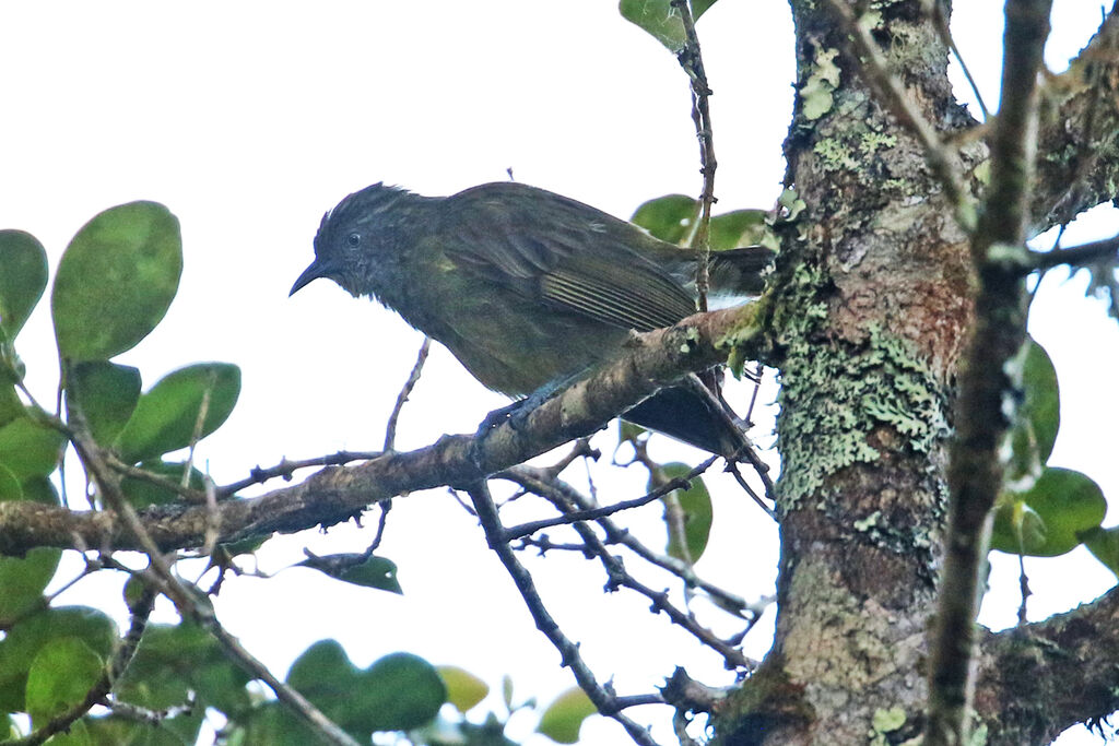 Yellowish-streaked Honeyeateradult