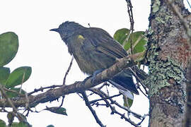 Yellowish-streaked Honeyeater