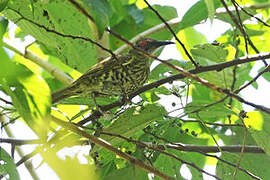 Spotted Honeyeater