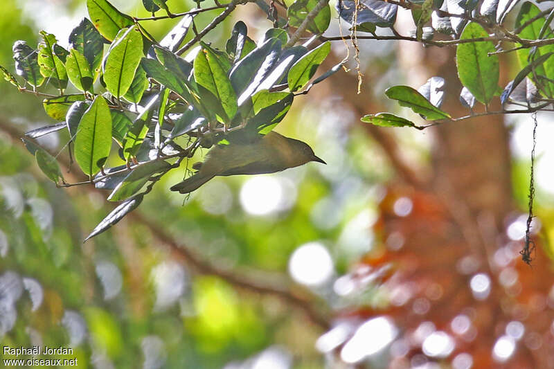 Olive Straightbill, identification