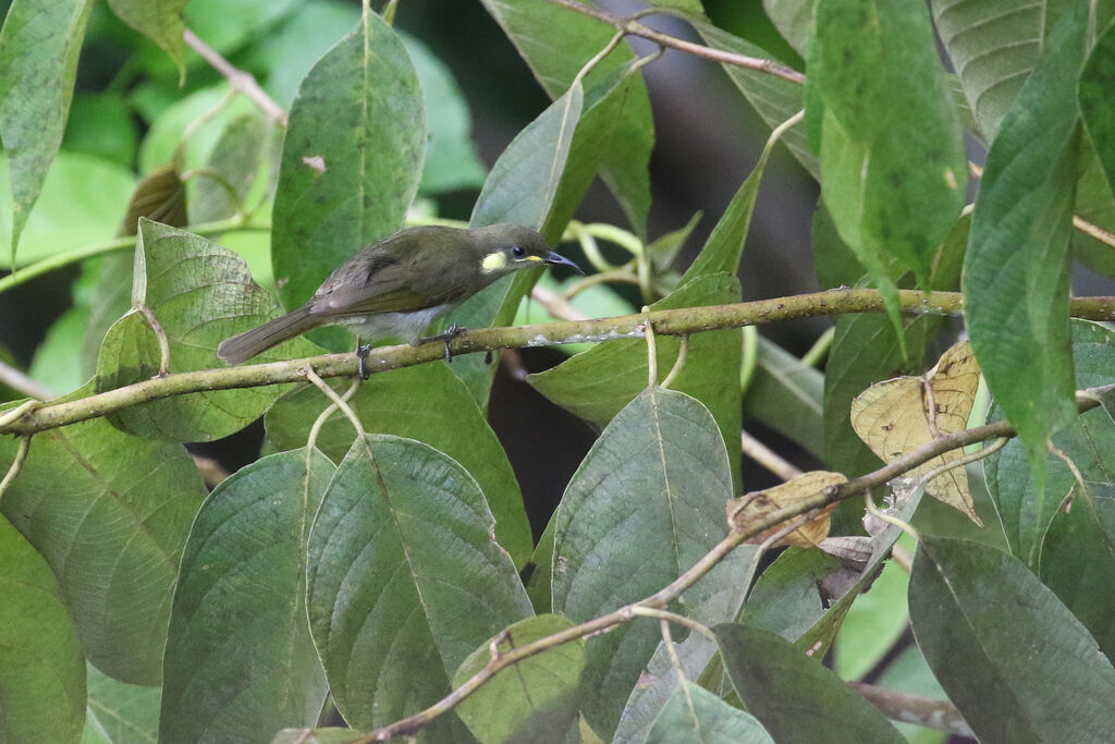 Mimic Honeyeateradult