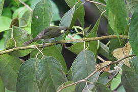 Mimic Honeyeater