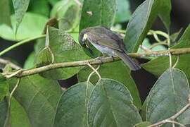 Mimic Honeyeater