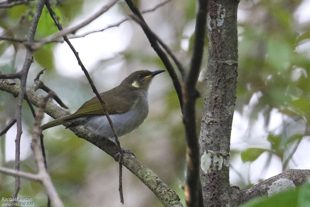 Mimic Honeyeateradult, identification