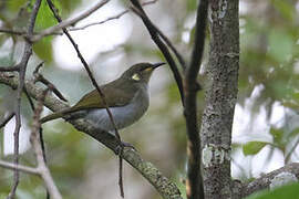 Mimic Honeyeater