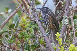 Grey-streaked Honeyeater