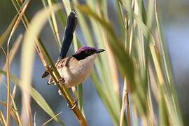 Purple-crowned Fairywren