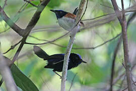 Emperor Fairywren