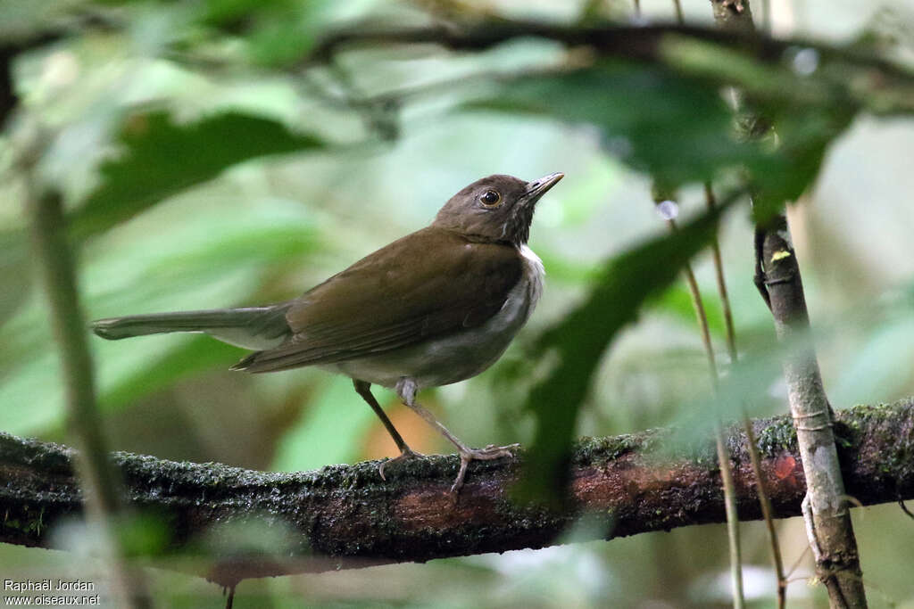 Merle à col blancadulte, identification