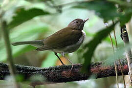 White-necked Thrush